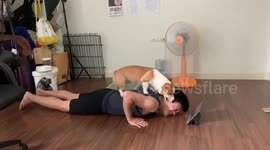 Cheeky pet corgi is determined to stop owner from working out