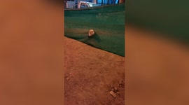 Disabled dog in wheelchair pokes head through hole in fence to say hello to strangers