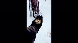 Feeding the chickadees at chickadee ridge in Lake Tahoe California!