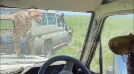 Safari passengers have tense but hilarious close encounter with cheetah in Tanzania