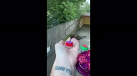 Hummingbird develops relationship with Oakland man, can't wait to be fed
