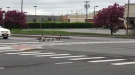 Why did this family of geese cross the road in New York?