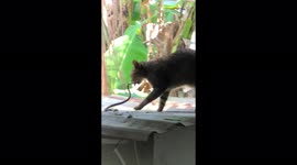 Fearless cat calmly plays with snake, even bites into it
