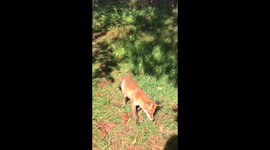 When a hungry fox cub doesn’t scare and takes food from you