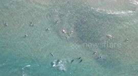 Spectacular moment dolphins and seal chase school of fish on beach in Australia