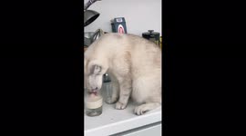 The cat found the owner's milk and almost stuck in the cup.