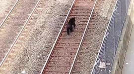 Black bear spotted wandering along train tracks towards downtown Vancouver