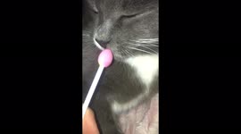Funny cat from Russia tries a lollipop for the first time