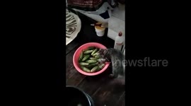 Housewifely kitten from Krasnodar, Russia helps his owners to wash the cucumbers