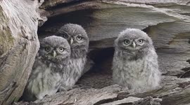Trio of grumpy owlets pop out for family photo
