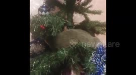 A playful cat decorates the Christmas tree in Yekaterinburg, Russia