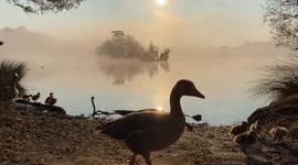 New fluffy spring life by the pond. Goslings of Egyptian and Canadian geese enjoying the morning sun