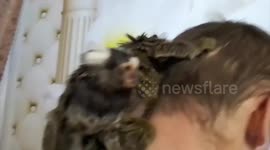 Cute monkeys from Odessa spend every minute with their owner