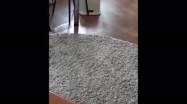 A scared cat hid in the shelter from the washing machine in Minsk, Belarus