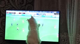 A furry fan watches a soccer match in St. Petersburg, Russia