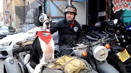 Meet the real life Gromit - a Great Dane that loves to ride around in his owner’s motorbike SIDECAR