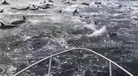 Stunning footage shows a whale and a pod of dolphins tucking into some food together