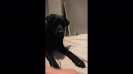 A Labrador is happily playing fetch until she’s cannot reach it.