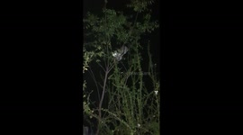 CAT CLIMBING TREE / CAT CLIMBING DOWN A TREE AT NIGHT IN ODISHA,