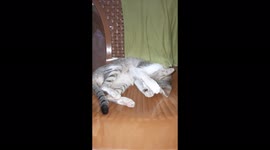 FUNNY CAT WHILE CLEANING HER BODY BEFORE SLEEPING  IN ODISHA