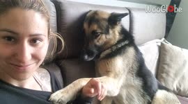 Did I say stop? Needy dog insists owner keeps on petting her