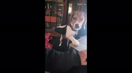 'Clingy Puppy Wants to Play with Owner During her Shift Hours'