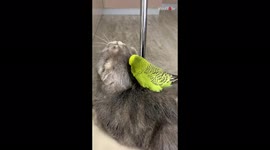 'Adorable Cat & Parrot Duo Chilling at Home'