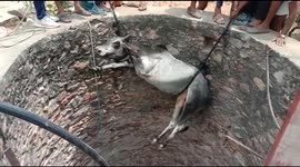 Villagers rescue bull from 30-foot-deep well in northern India