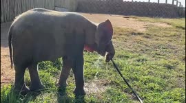Cute and playful orphaned albino elephant calf takes a drink from a hosepipe