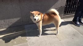 Akita waiting for the owners to cast votes in the mayor of London elections 2021  at a polling station in Chelsea