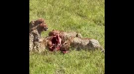 Five cheetah brothers feeding on a hartebeest. Kenya Mar. 2021