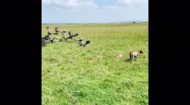 Cheetahs feeding on a hartebeest