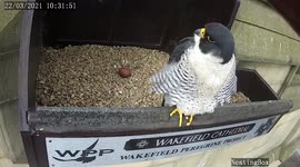 Thousands of viewers tune in to watch livestreams of peregrine falcons nesting in a British cathedral