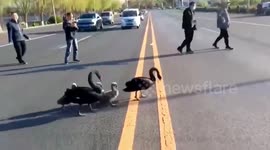 Kind-hearted citizens escort family of black swans across road in China