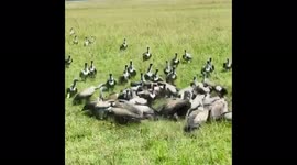 Cheetahs manage to fend off dozens of hungry vultures as they snack on antelope in Kenya