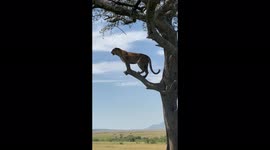 Gorgeous Leopard in Masai Mara