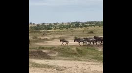 Wildebeest and Zebra Migration from Kenya to Tanzania