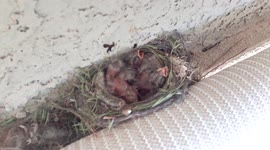 Two day old baby birds in the nest waiting for mom to feed them