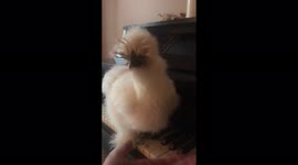 Exotic chicken confused after jumping onto piano keys