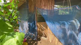 Python rescued after getting trapped in net while hunting chickens