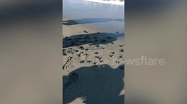 Hundreds of tiny baby sea turtles race into the ocean after hatching