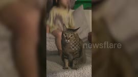 Seriously unimpressed cat ignores toddler bouncing next to it on the sofa