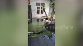 Pet dog jumps in koi pond to swim with fish in Thailand