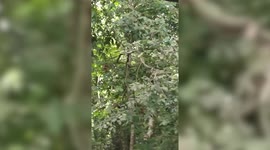 Deadly king cobra dangles from tree at popular nature trail in Singapore