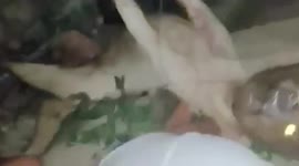 Woman rescues starving stray dog that has its head stuck inside jar for two days