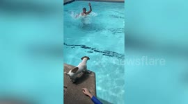 Loyal pet dog jumps into swimming pool to save owner who pretends to drown