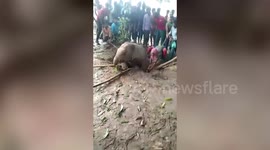 Officials and locals rescue distressed elephant calf from well in eastern India