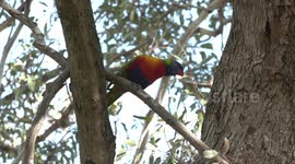 A pair of Gorgeous Rainbow Lorikeets inspecting a prospective nest hollow