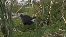 Spectacular Swamphens feeding and squabbling on the edge of Herdsman Lake.
