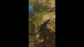 Grumpy alligator takes a snap at watching camera